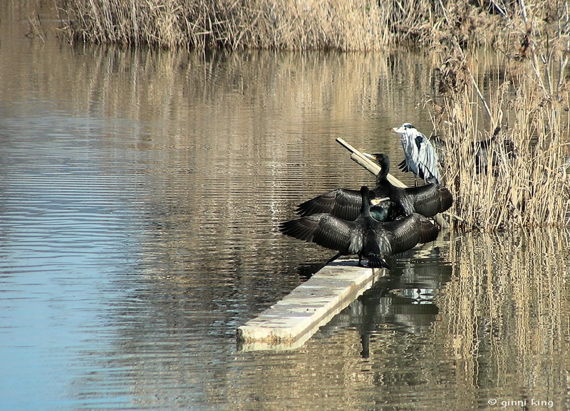 Cormorani - Phalacrocorax carbo